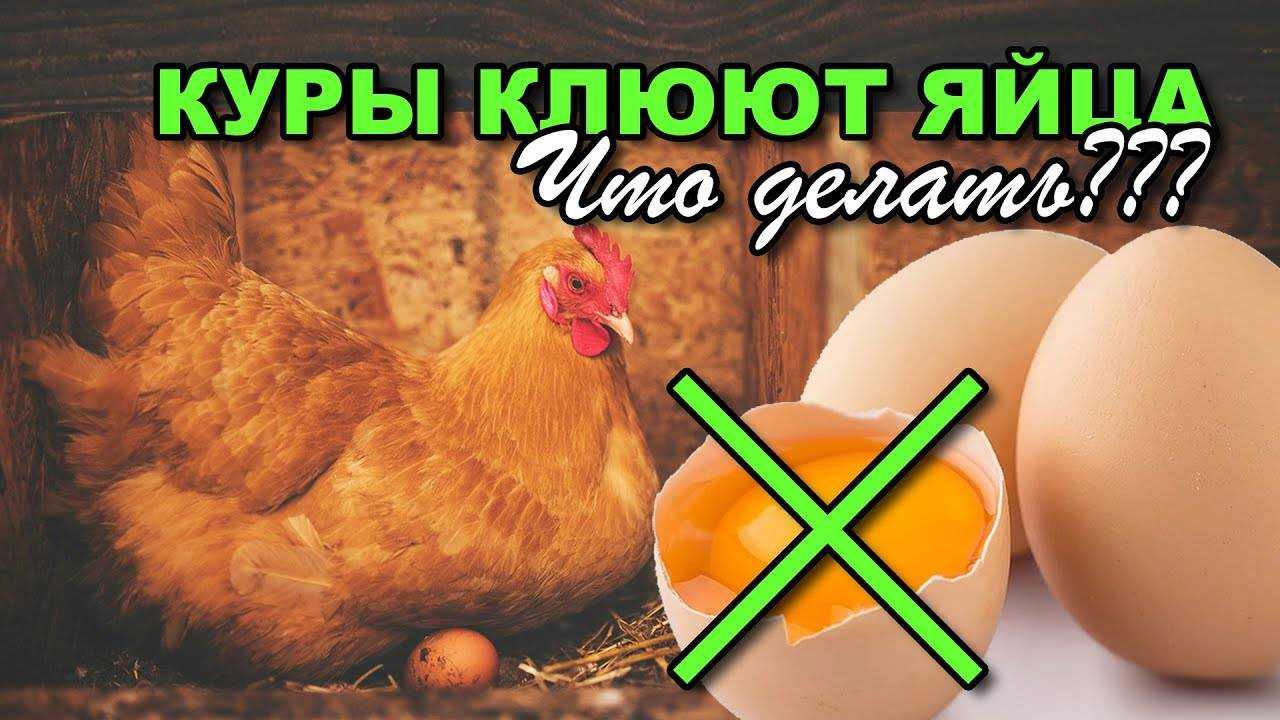 Куры клюют яйца: причина и что делать, как решить проблему, если зимой и летом