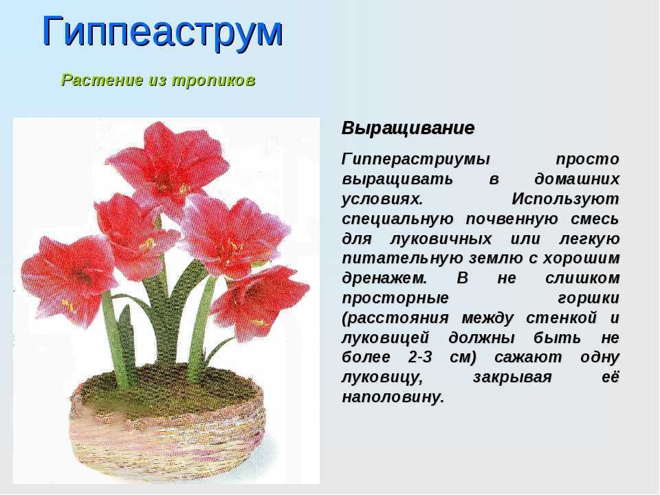 Комнатный гиппеаструм - выращивание, уход и выгонка