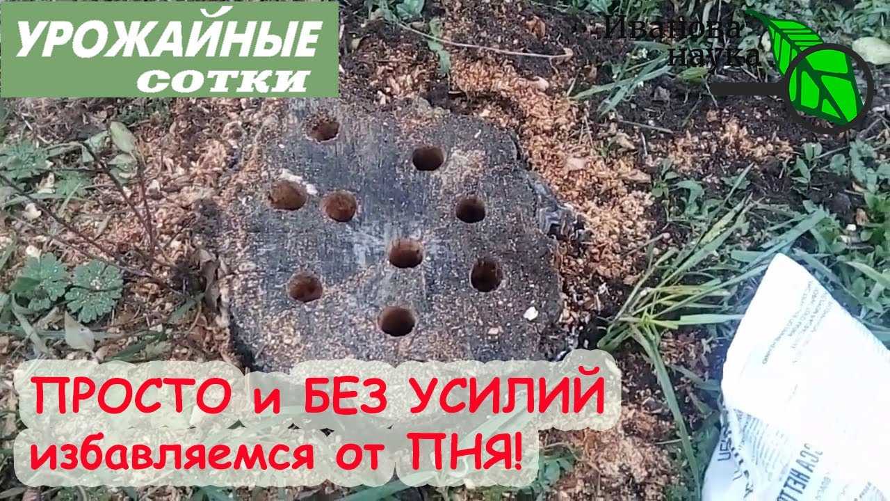 Как убрать пень на участке без корчевания и с корчеванием – 6 способов