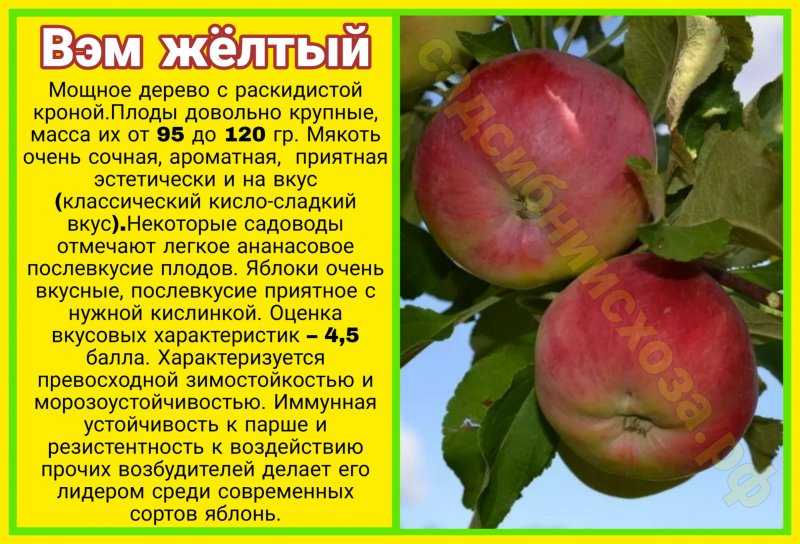 Яблоня «уралец»: описание сорта и агротехника выращивания