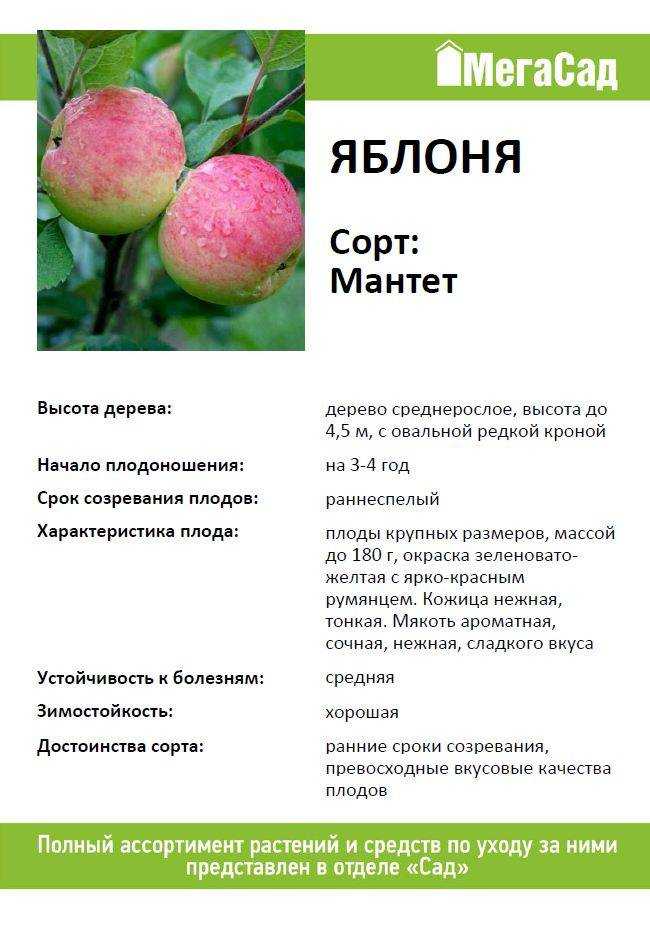 Сорт яблони зеленый шум — красивая и урожайная колонна