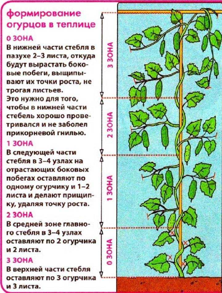 Как прищипывать огурцы в теплице и открытом грунте, инструкция