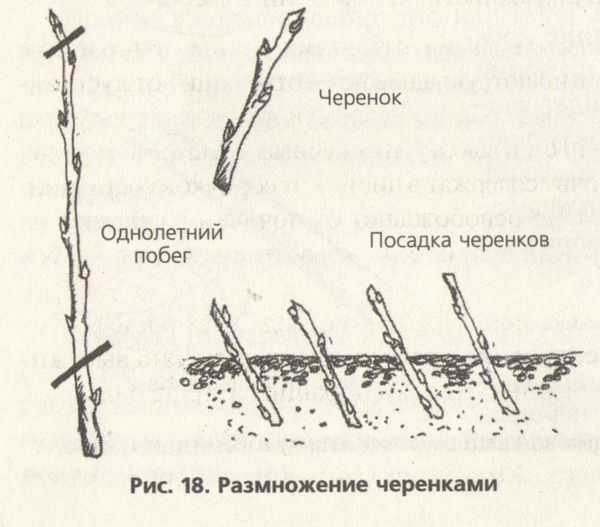 Как вырастить вишню: полезные советы