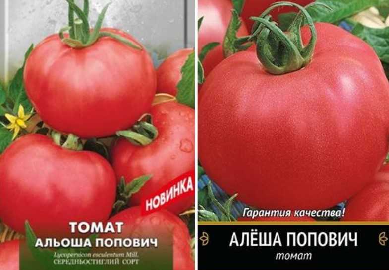 Томат алеша попович: отзывы тех кто сажал помидоры, характеристика и описание сорта, фото урожайности и видео | сортовед