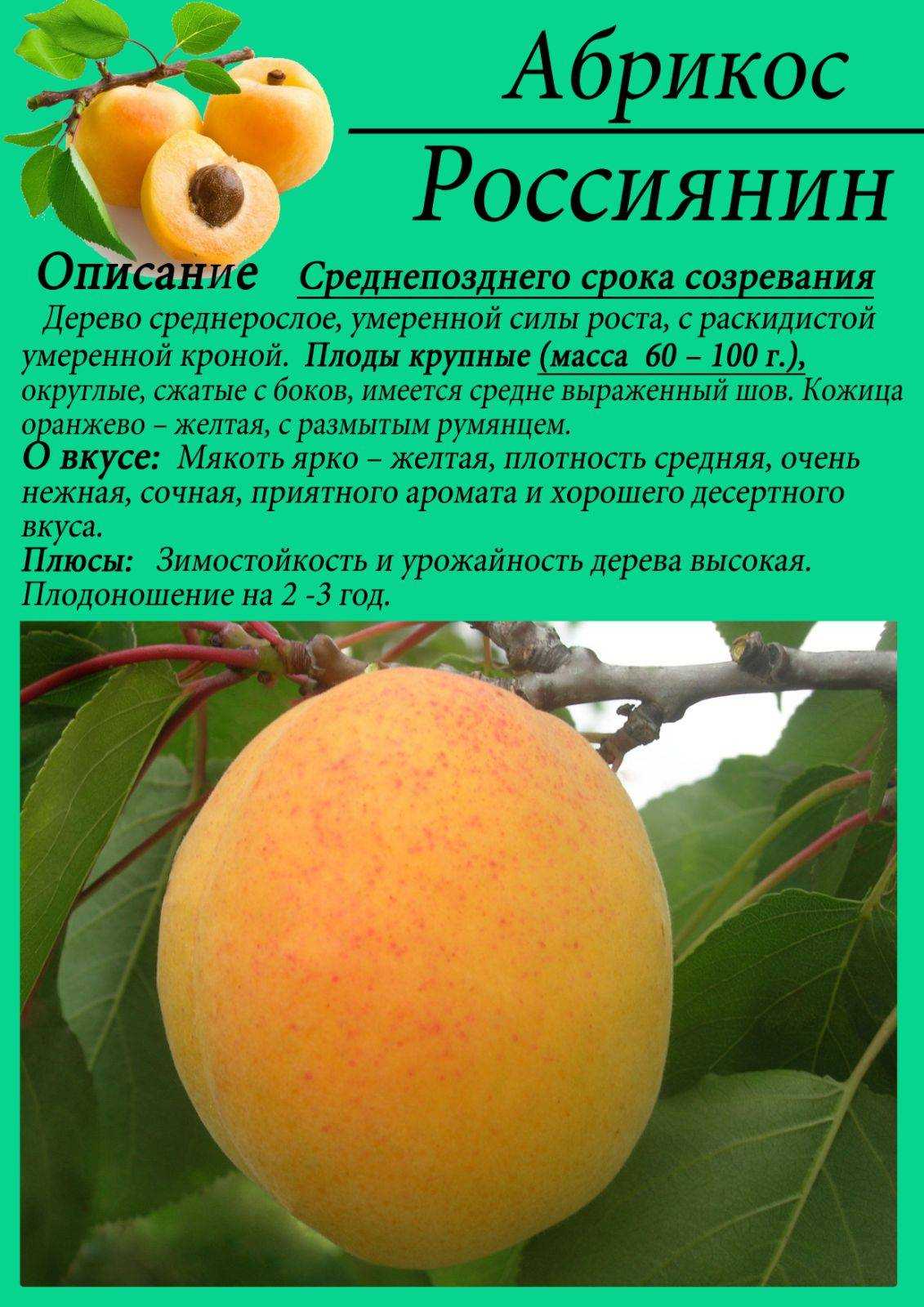 Когда созревают абрикосы, сорта, история