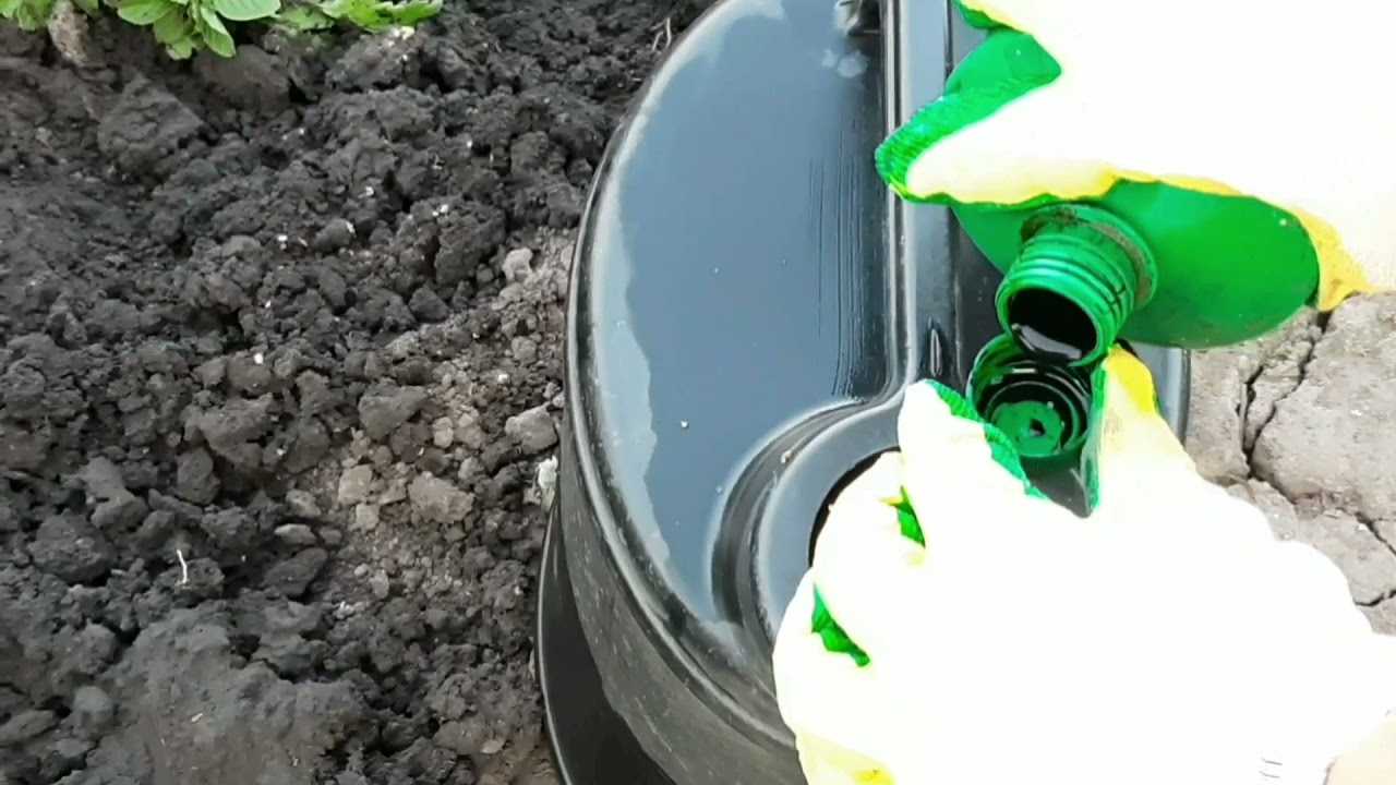 Чем подкормить хризантему, чтобы зацвела: органика или минеральные удобрения