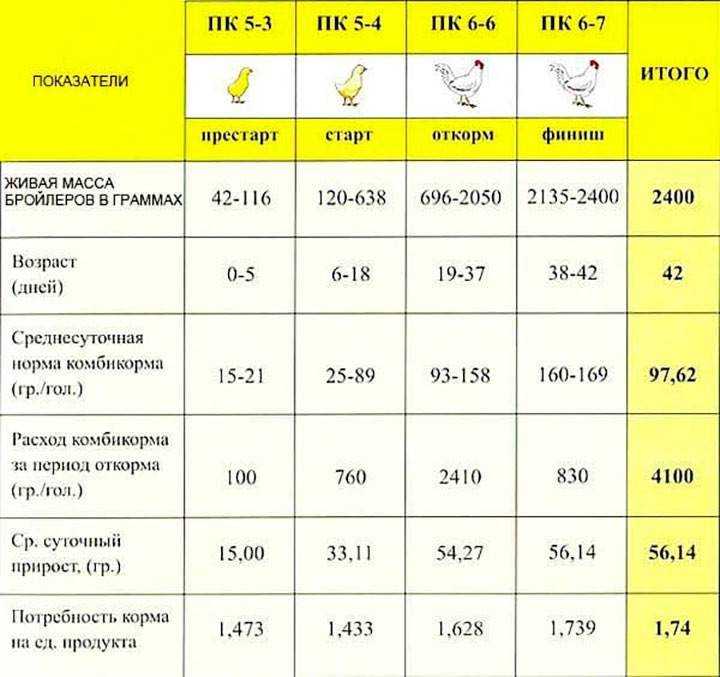 Как правильно выращивать цыплят бройлеров, условия и уход