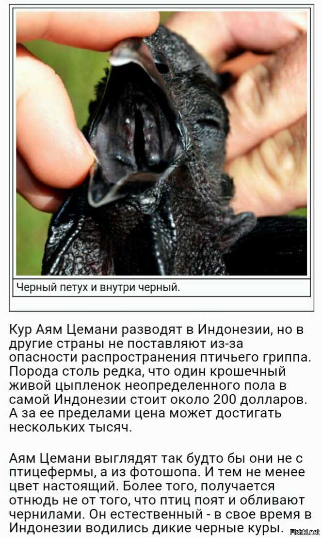 Порода черных кур, которая несет черные яйца