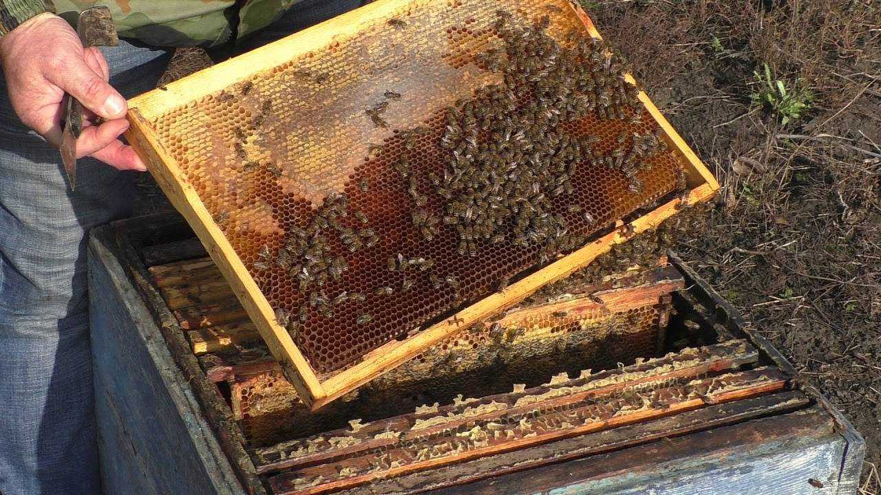 Объединение пчелиных семей перед медосбором