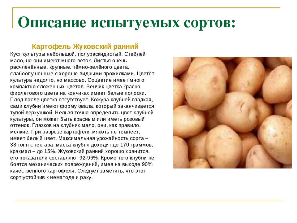 Картофель рамона: характеристика сорта, вкусовые качества, история происхождения