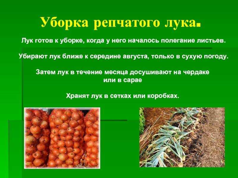 Где растет горох: описание, как выглядит культура, история происхождения