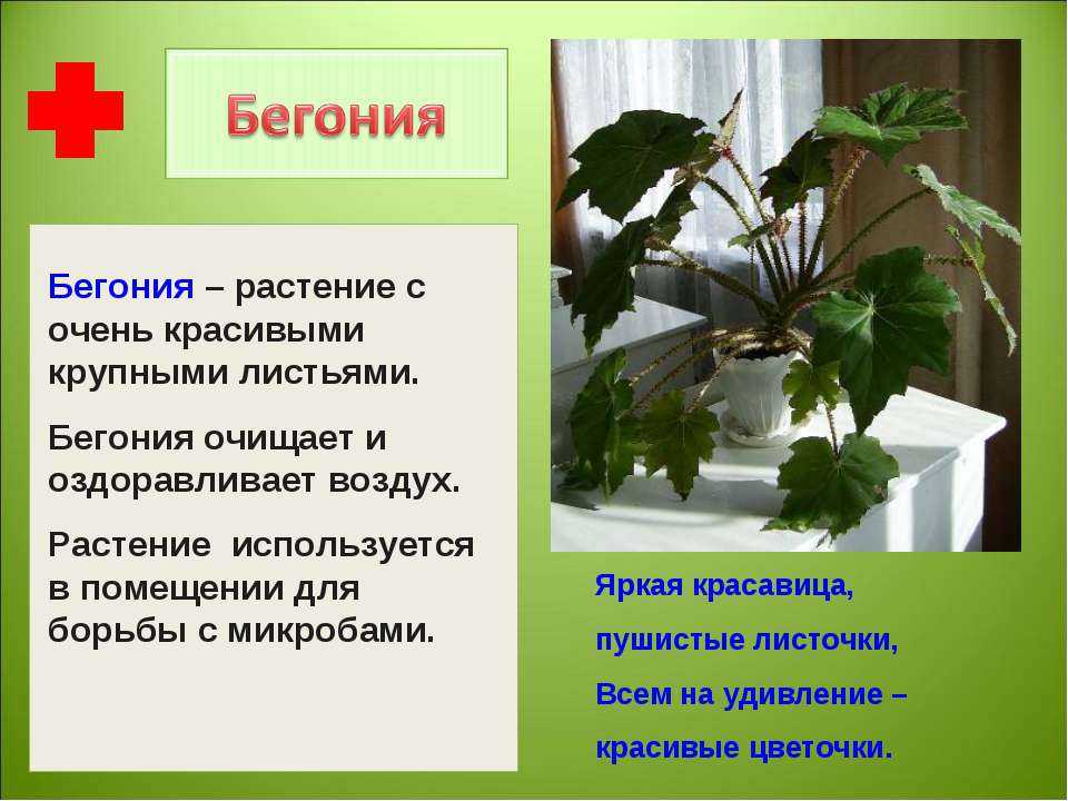 Как ухаживать за цветком бегония в домашних условиях :: инфониак