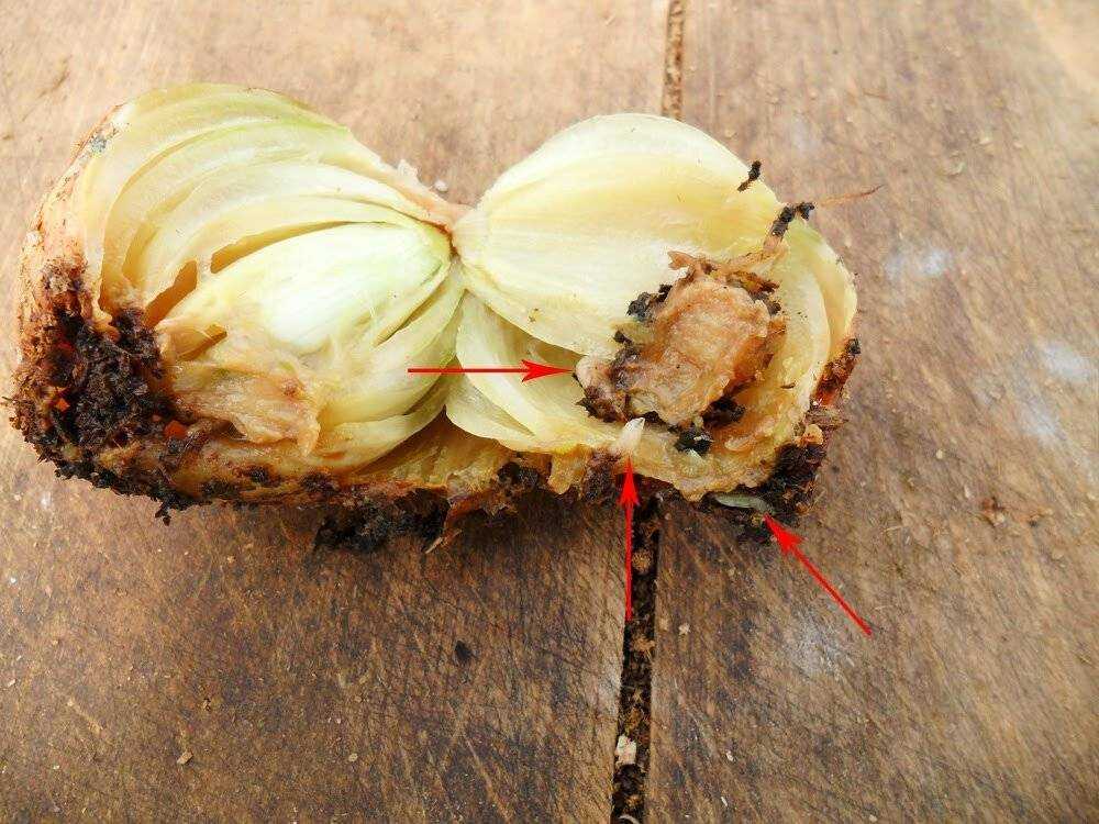 Как бороться с луковой мухой на грядке и в квартире