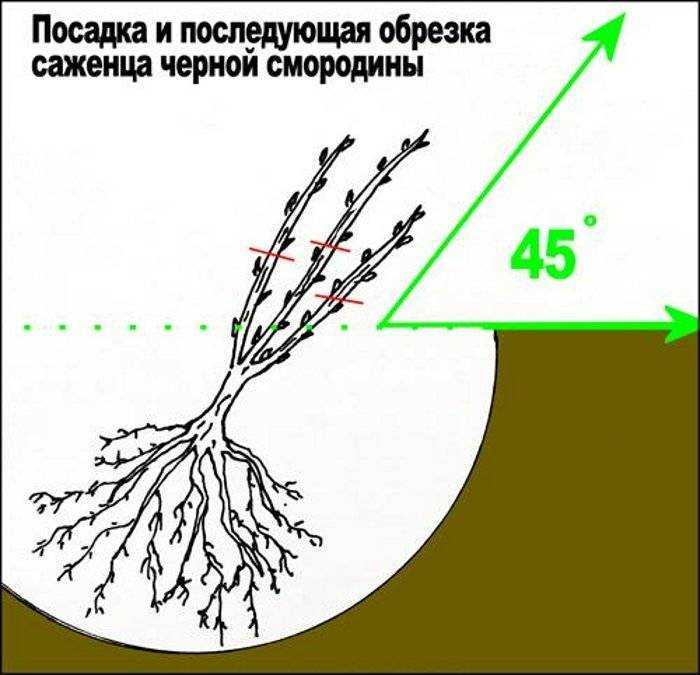 Калина бульденеж – посадка и уход в открытом грунте