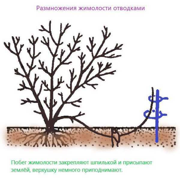 Посадка жимолости весной — советы, рекомендации, правила