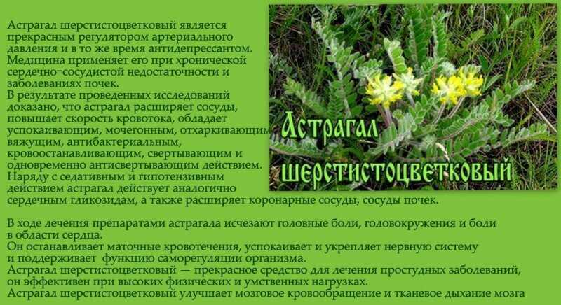 Сорняк молочай: описание, способы борьбы