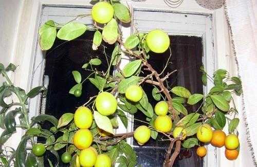 Павловский лимон - описание и фото сорта, техника выращивания