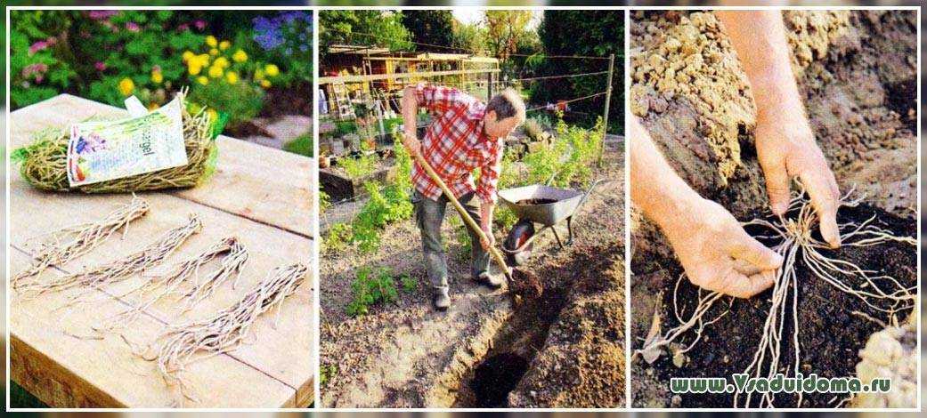 Высадка рассады спаржи на постоянное место