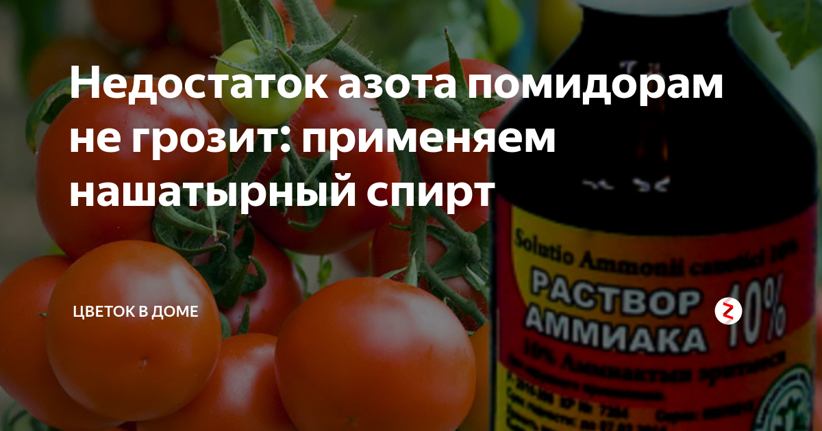 Нашатырный спирт для томатов: как правильно подкормить