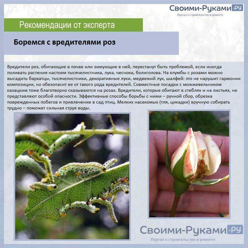 Чем обработать розы весной после открытия