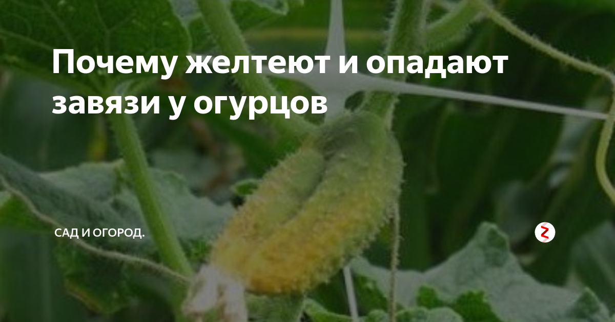 Желтеют завязи огурцов в теплице: причины и способы борьбы