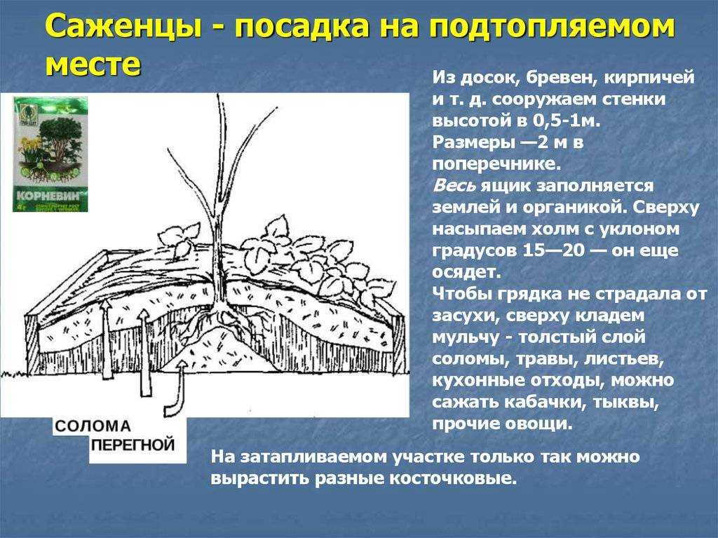 Близко грунтовые воды: как посадить яблоню