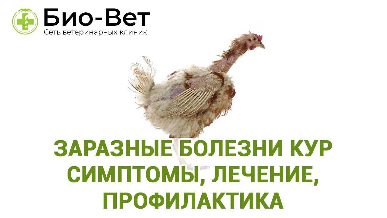 Болезни цыплят и курей, их лечение: фото и описание признаков в картинках