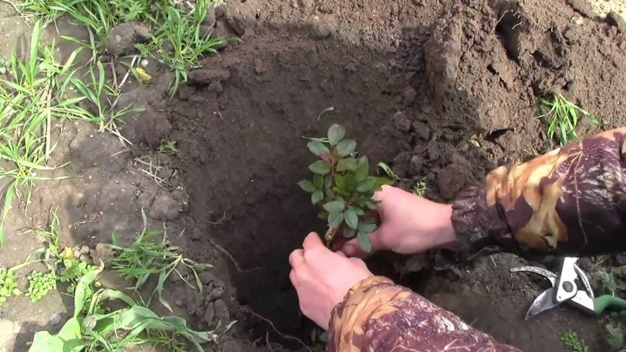 Можно ли пересаживать розы в августе: когда можно пересаживать с одного места на другое, как пересадить розу летом на новое место