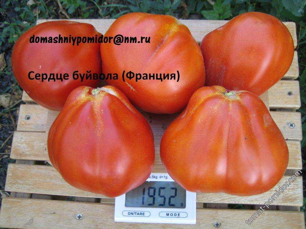 Томат сердце буйвола: характеристика и описание сорта, отзывы, урожайность, фото