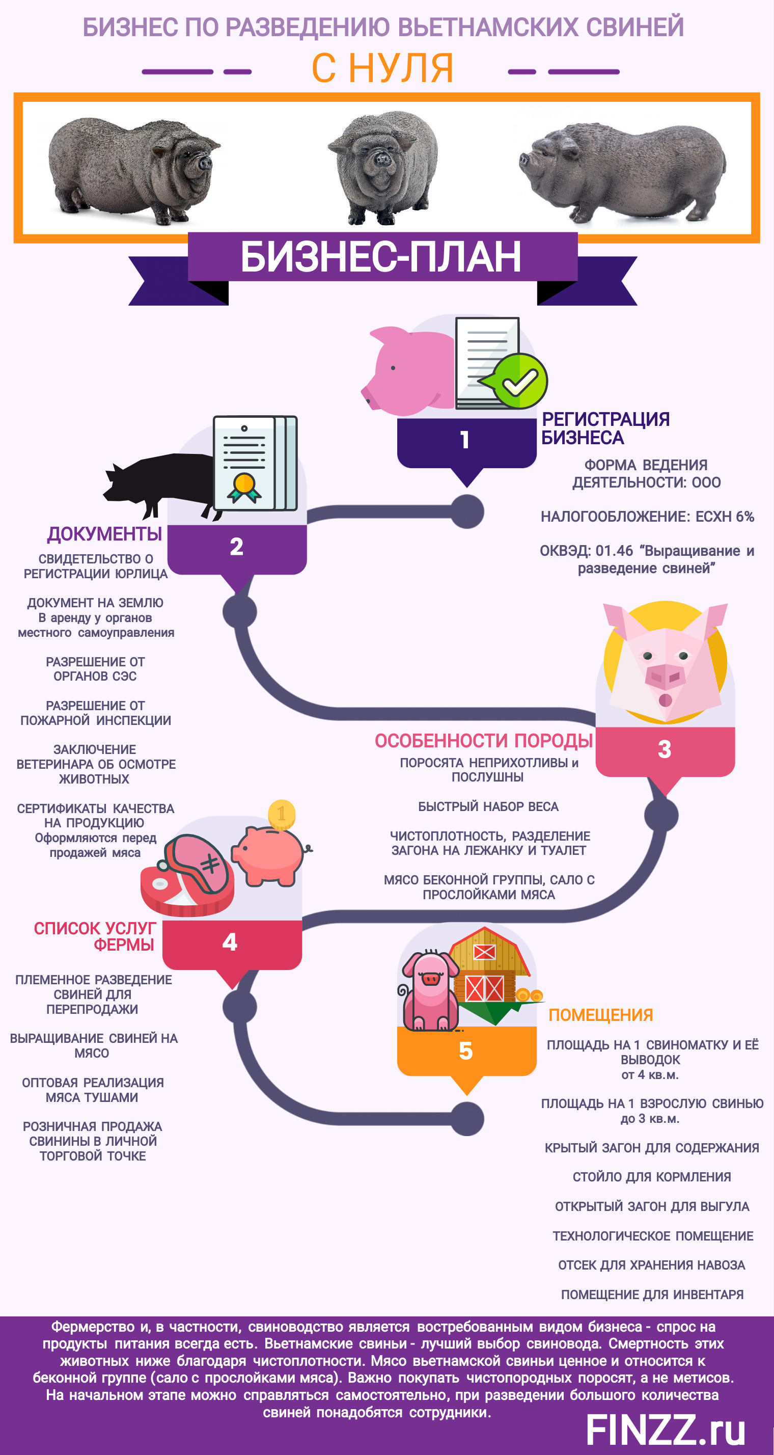Чем кормить вьетнамских поросят