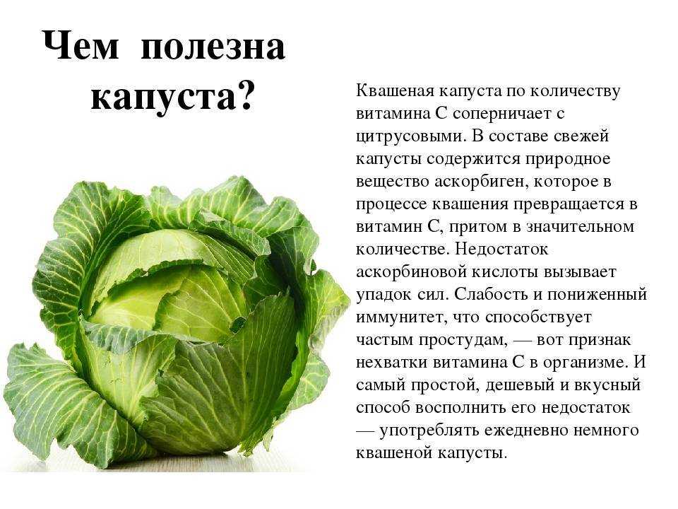Почему вытягивается капуста на грядке после посадки и что делать