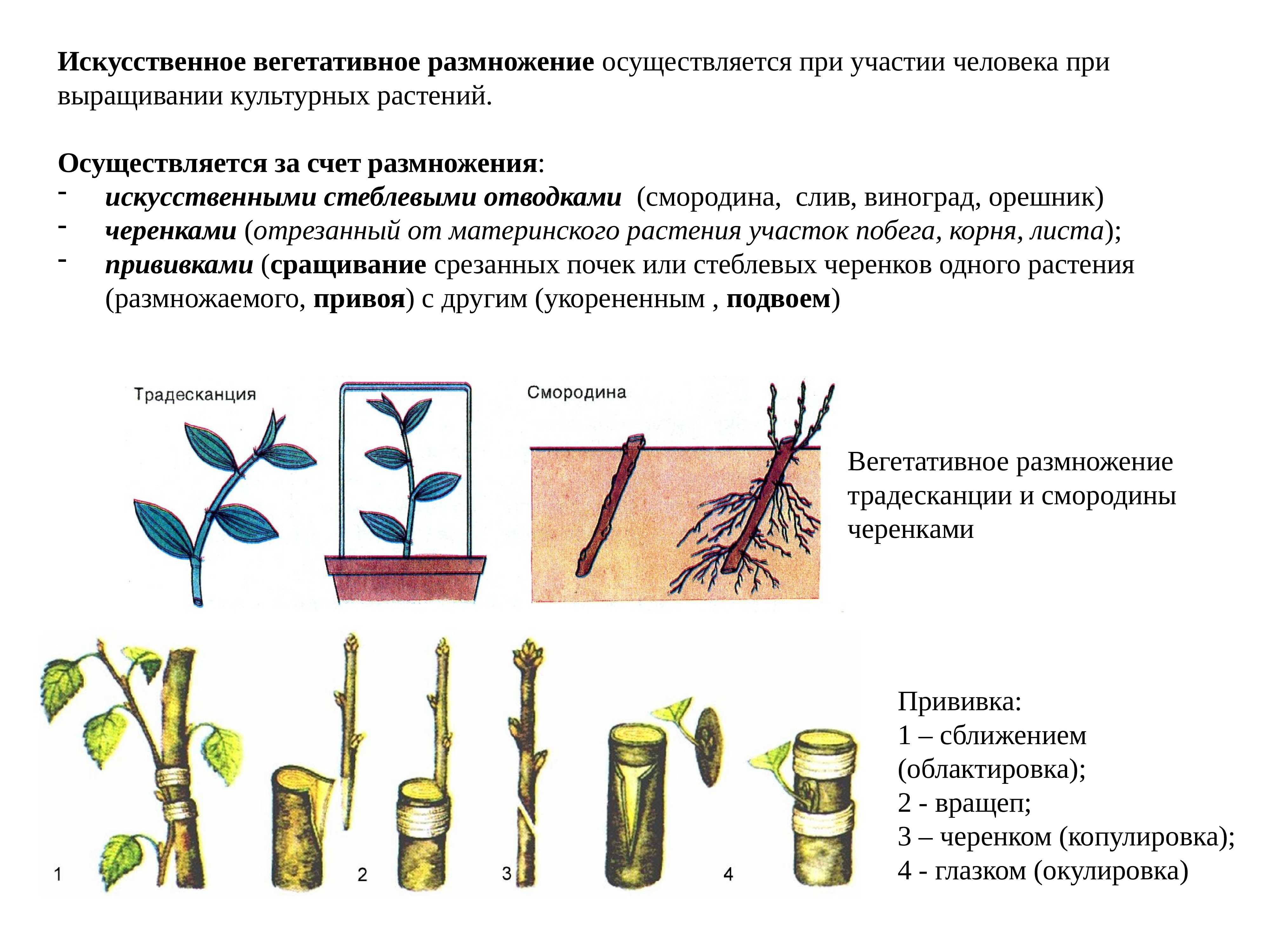 Полезно знать опытному цветоводу и новичку: особенности ухода за пеларгонией в домашних условиях