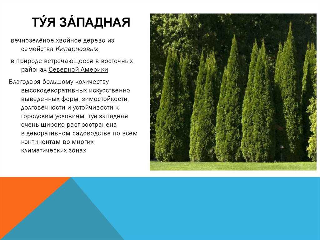 Все о туе западной: описание, лучшие сорта для посадки, как ухаживать