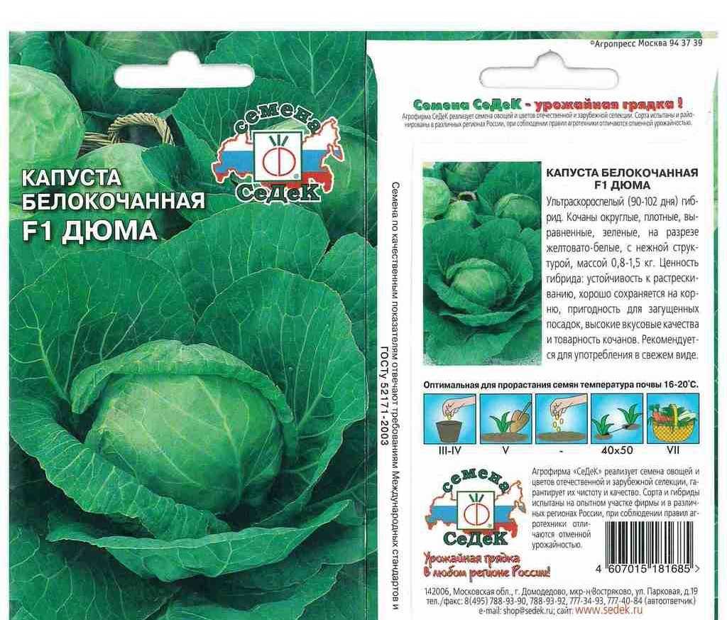 Лучшие ранние сорта капусты белокочанной для россии и ее регионов