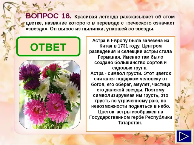 Астра многолетняя — сорта, посадка и уход, выращивание из семян | народные знания от кравченко анатолия