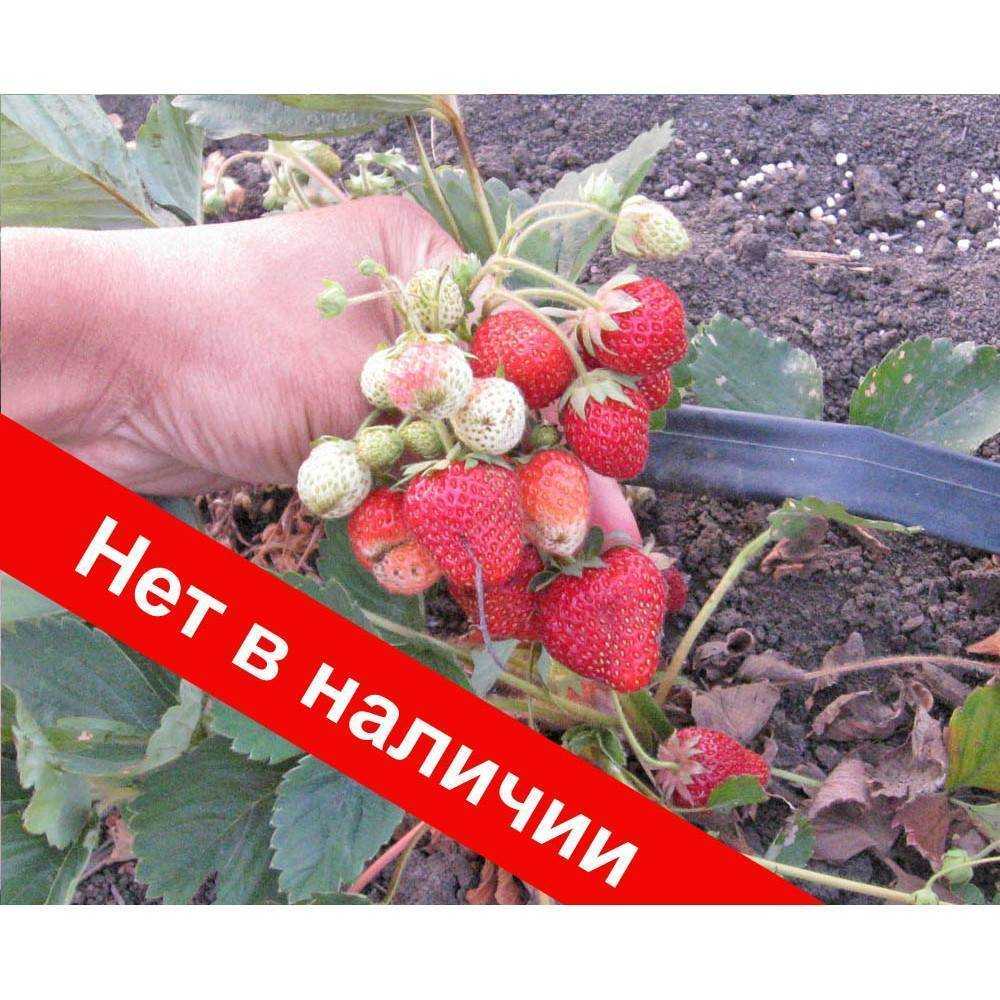 Описание и ремонтантной клубники сорта остара, посадка и уход