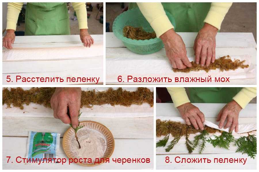 Размножение туи черенками в домашних условиях