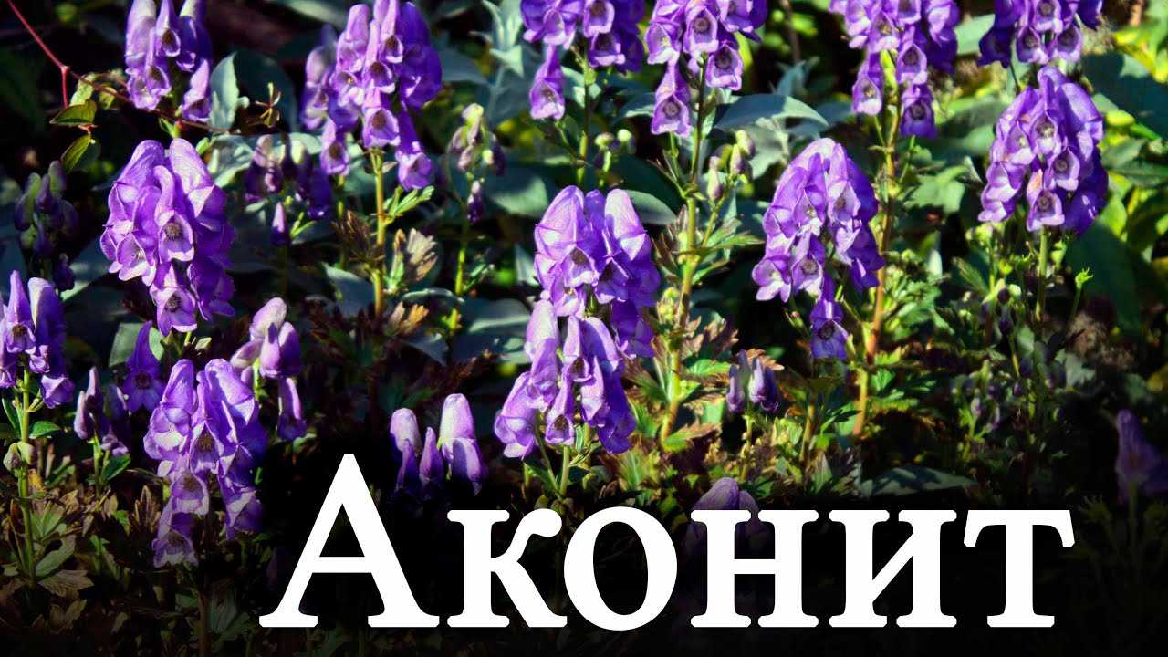 Цветок "аконит": фото, посадка и уход в открытом грунте