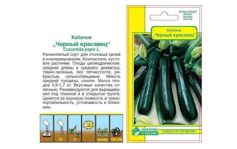 Кабачок черный красавец: отзывы, описание сорта, фото