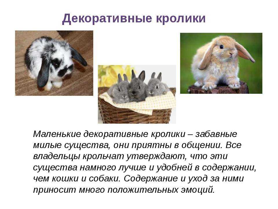 Порода кролика вислоухий баран