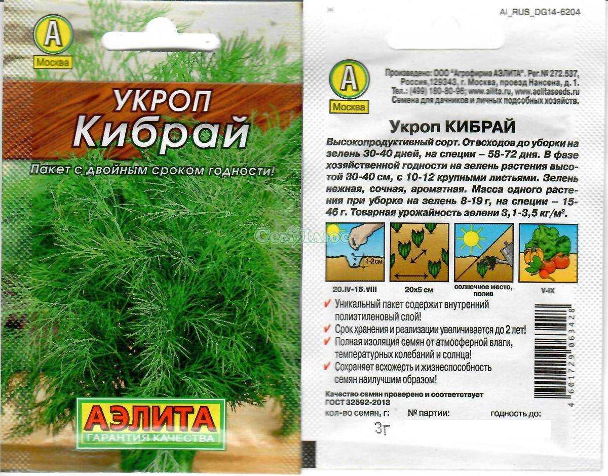 Укроп грибовский: характеристика и описание сорта, фото, отзывы, выращивание