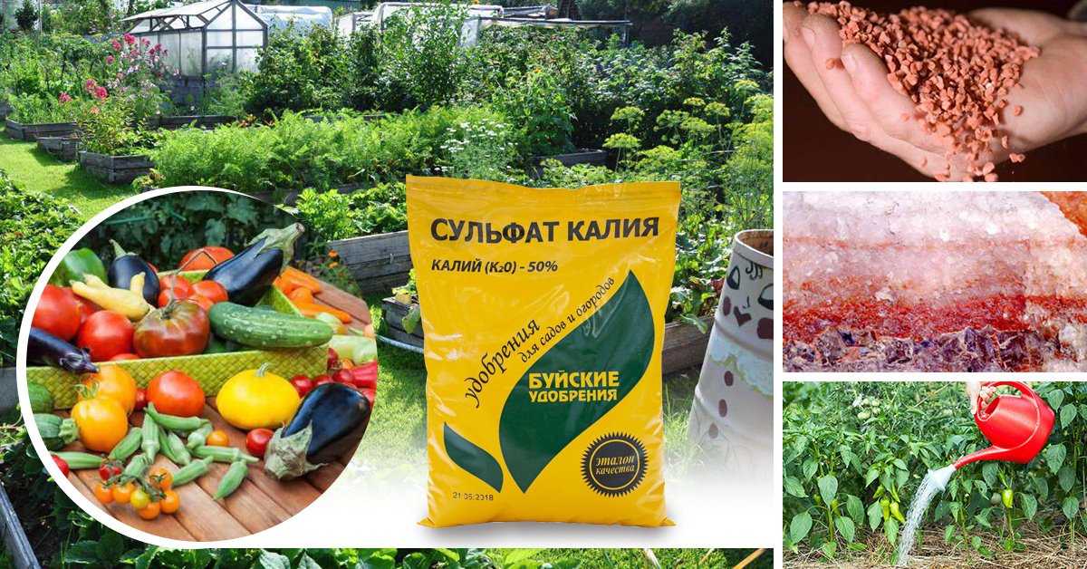 Как вносить фосфорно-калийные удобрения для томатов - удобряшкин.ру