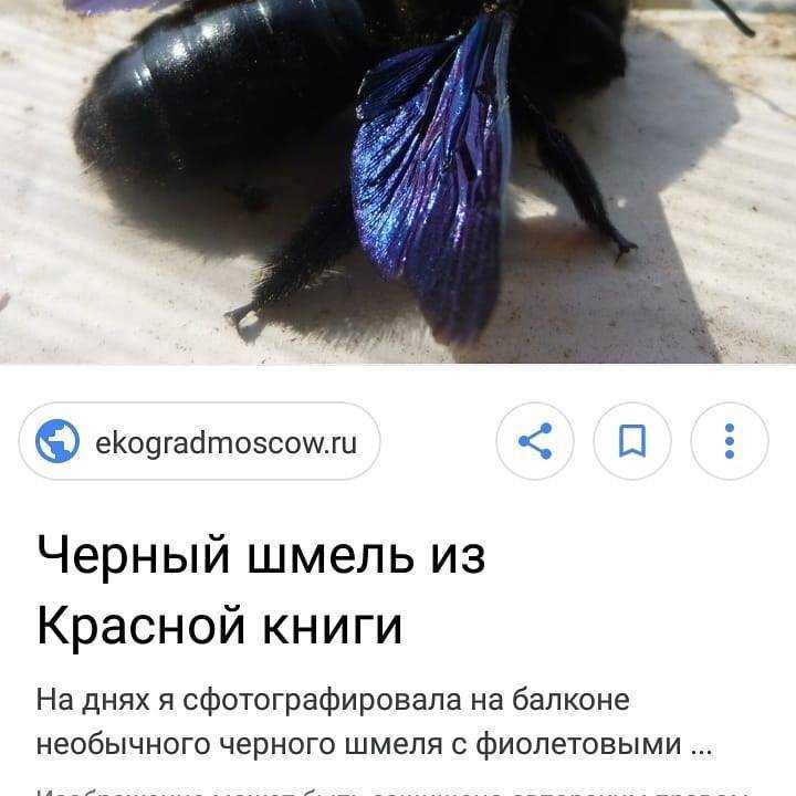 О черном шмеле: шмель-плотник с синими крыльями, укус фиолетового шмеля