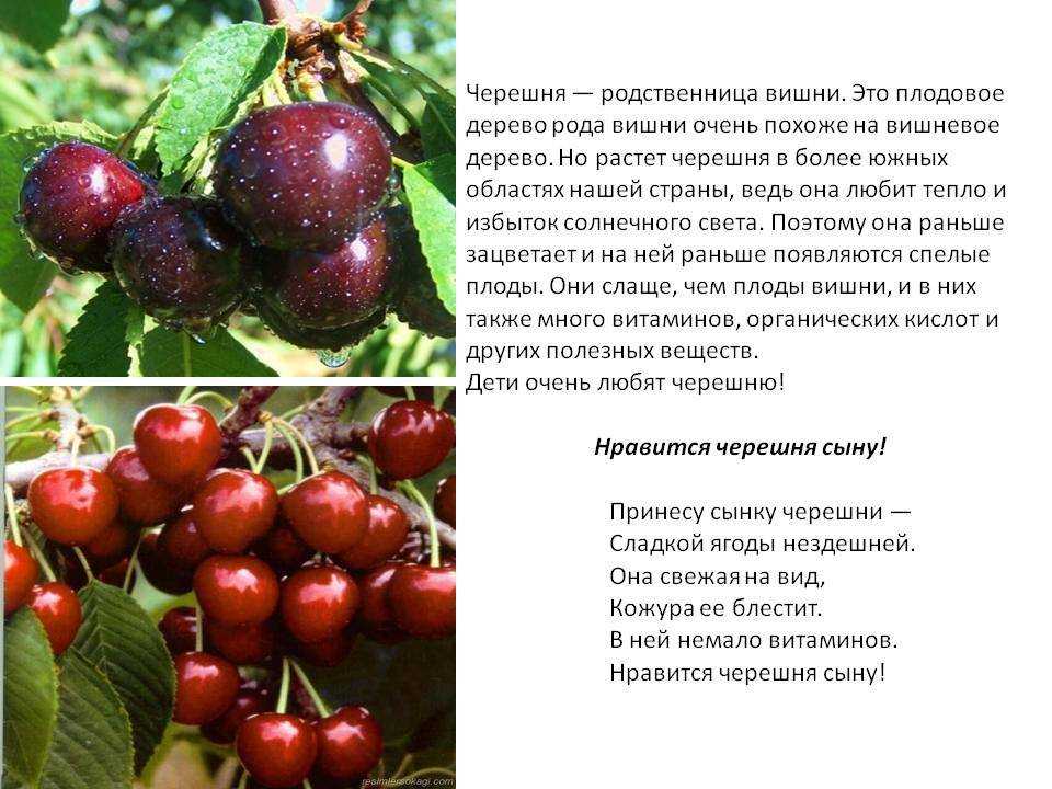 Чем вишня отличается от черешни и как правильно различать эти деревья и их плоды