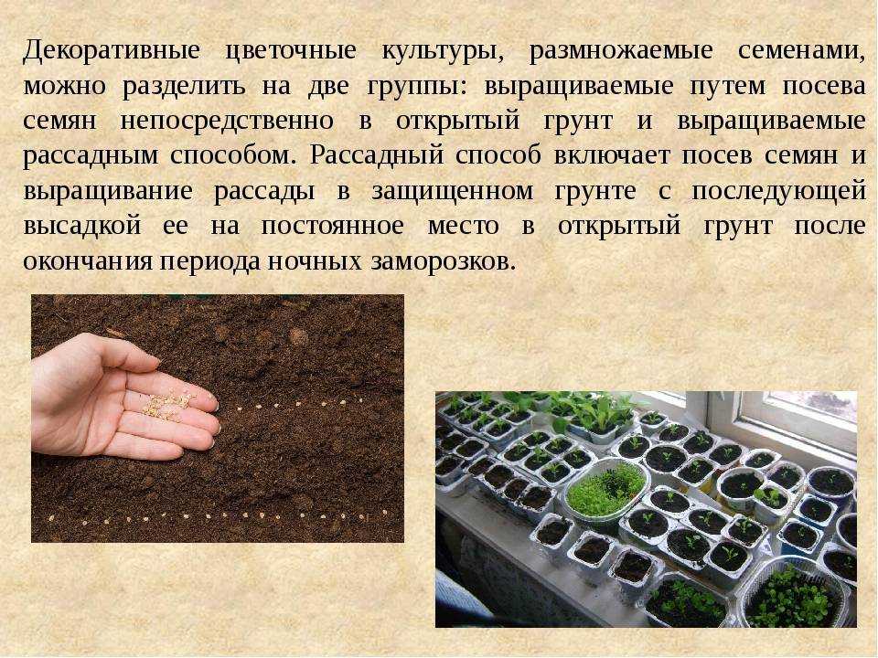 Правила посадки тыквы рассадой в открытый грунт: сроки посева, выращивание