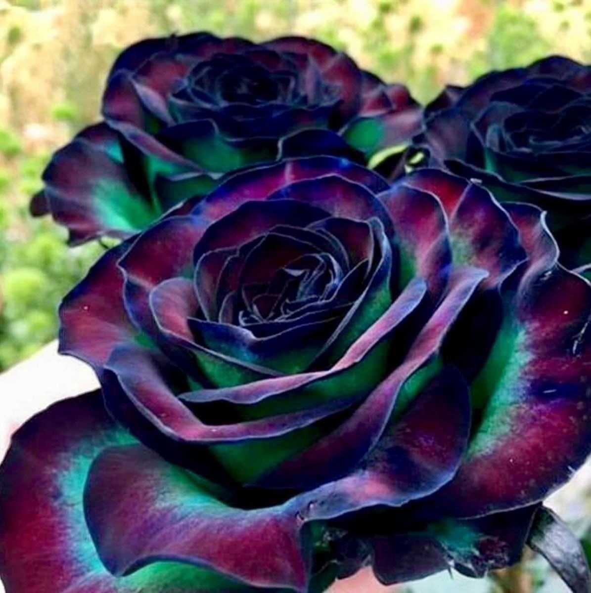 Роза черный принц (black prince) — описание сорта