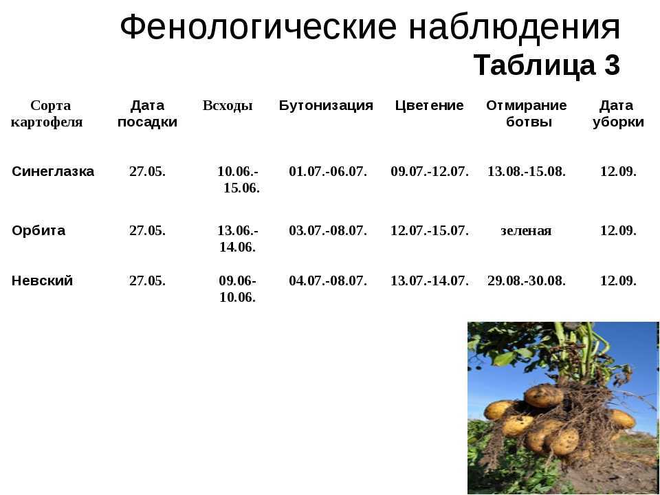 Сорта картофеля: описания сортов с фото, отзывы