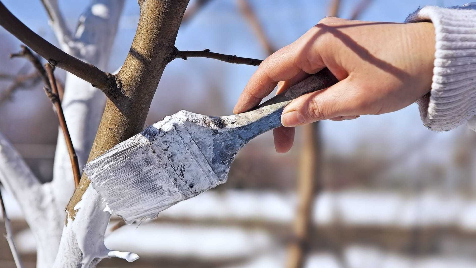 Побелка деревьев. для чего, когда и чем белить деревья | сад и огород.ру