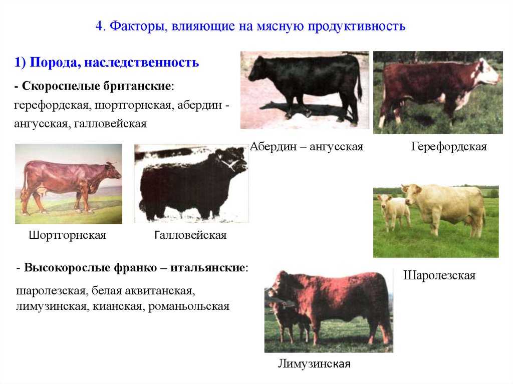 Породы коров с фото и описанием: молочные, мясные и мясо-молочные коровы, характеристики продуктивности