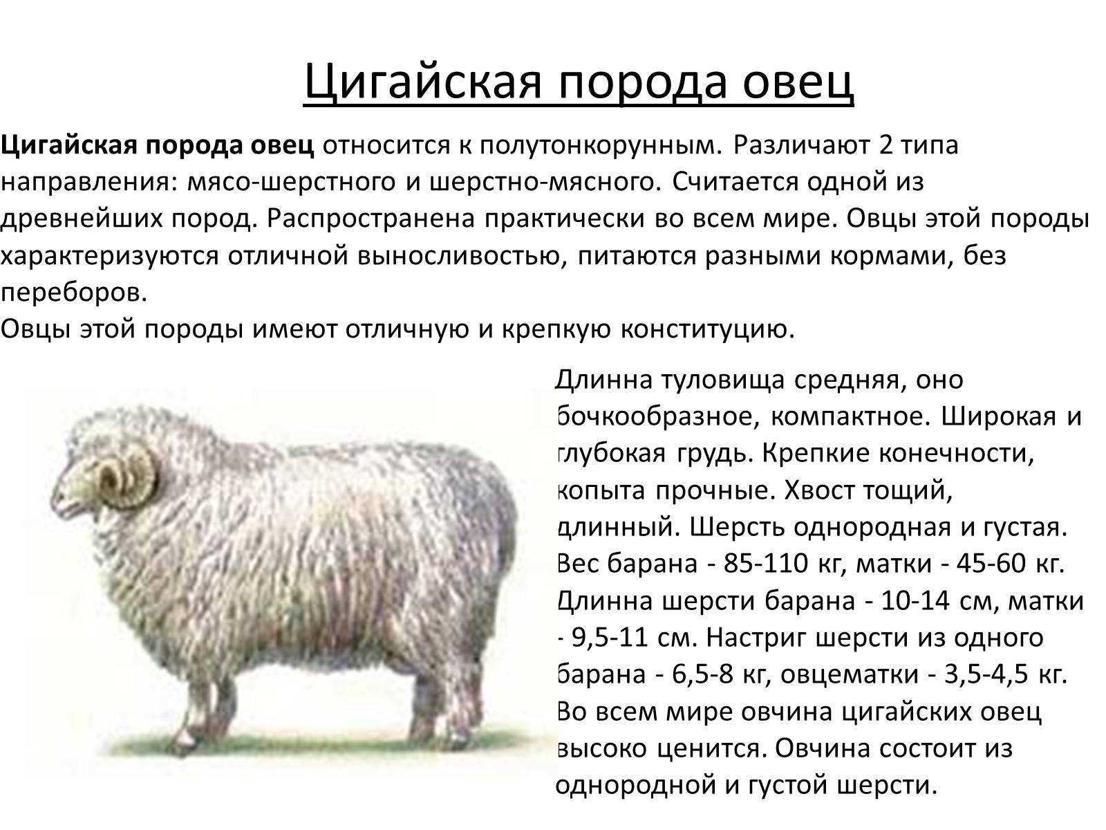 Обзор овец эдильбаевской породы, их разведение и фото
обзор овец эдильбаевской породы, их разведение и фото